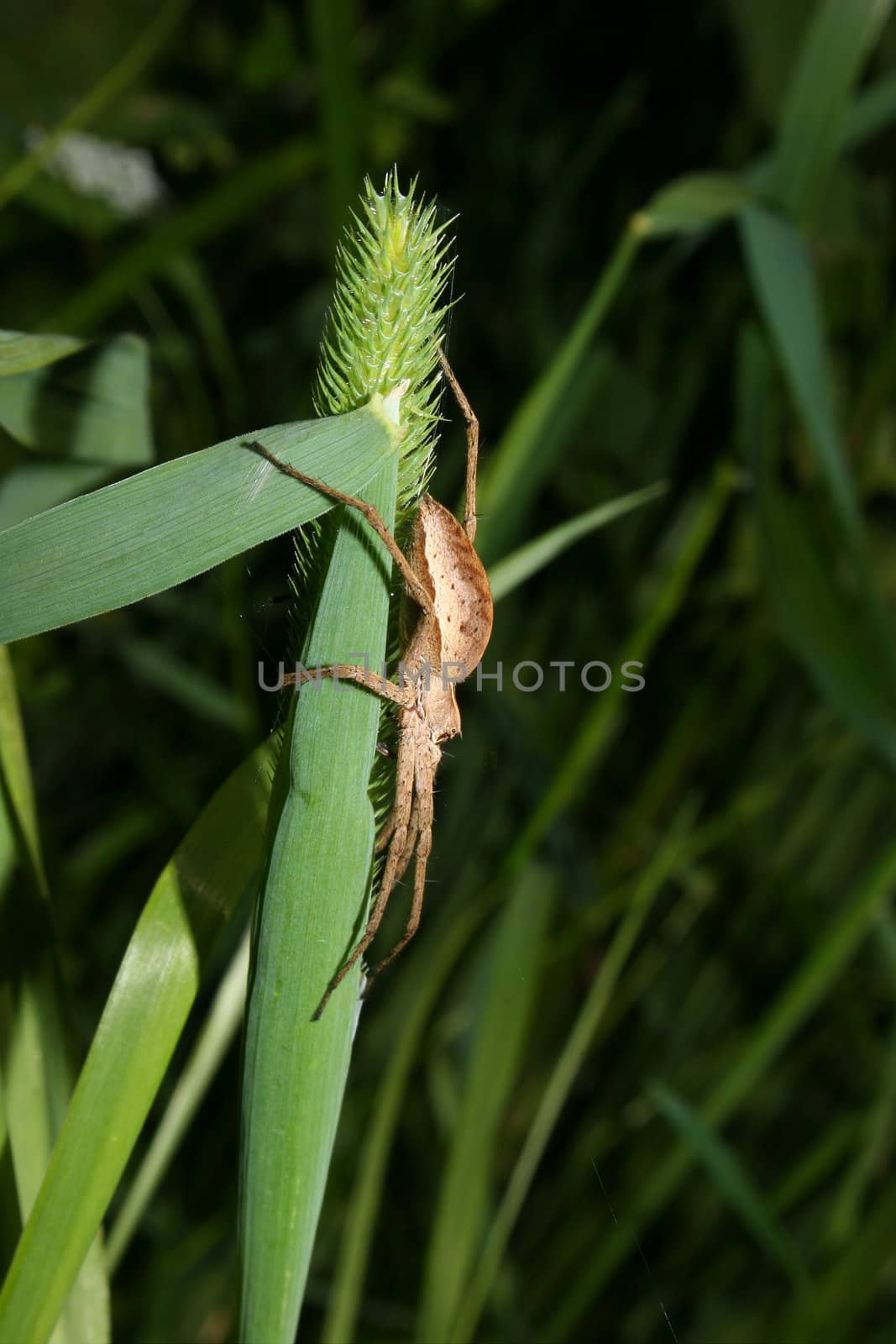 Nursery web spider (Pisaura mirabilis) by tdietrich