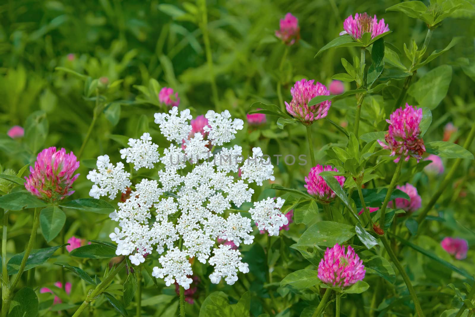 Clover and plant of Apiaceae family flowering in a meadow
