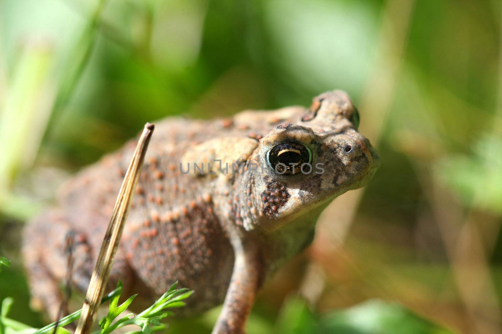 American Toad Bufo americanus in grass in morning sun