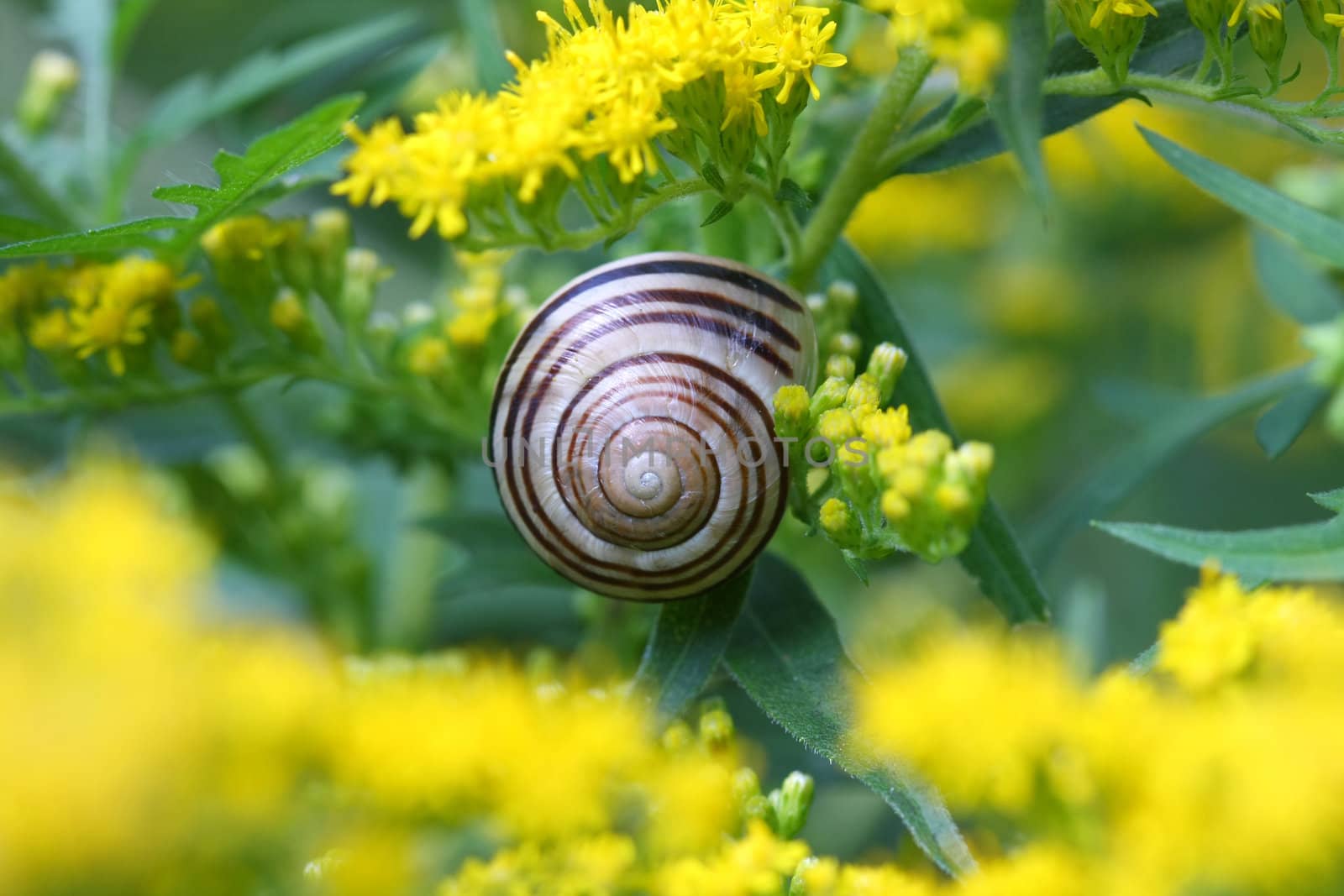 Banded Garden Snail on goldenrod flower