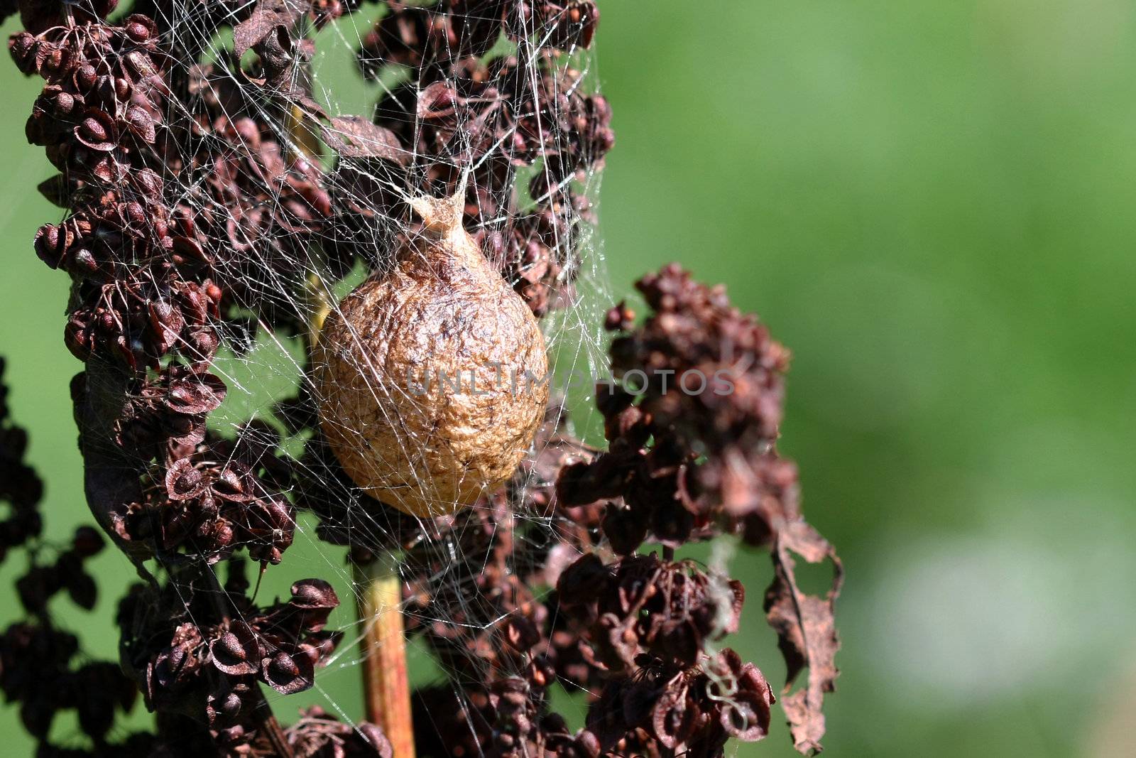 Black & Yellow Garden Spider Egg Sac by framed