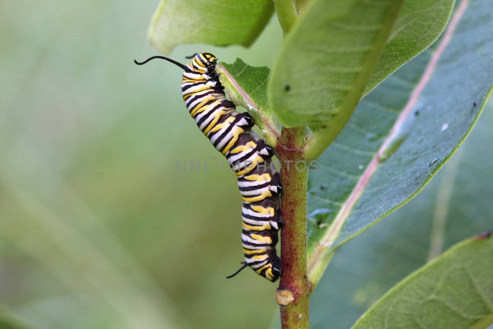 Monarch Butterfly Caterpillar on milkwed plant
