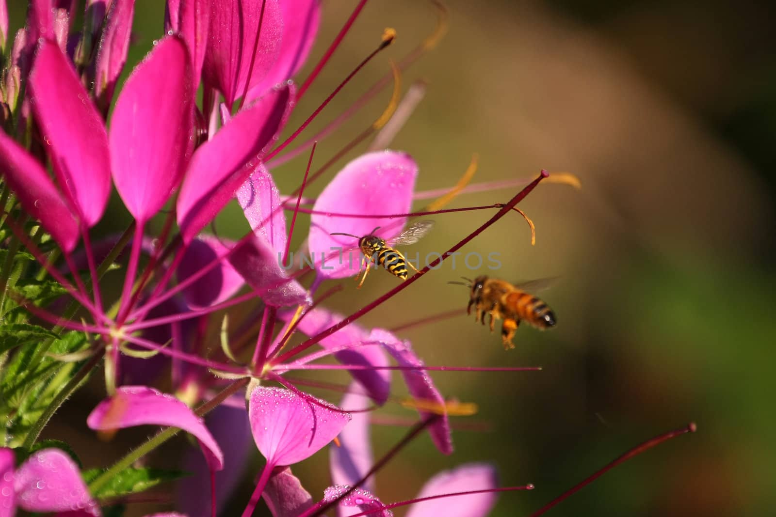 Cleome or spider flower waiting in line in early morning sun