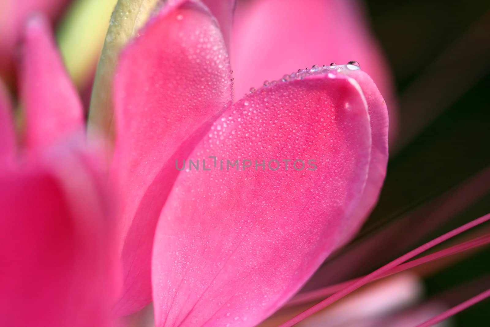 Cleome or Spider Flower with dew drops early morning