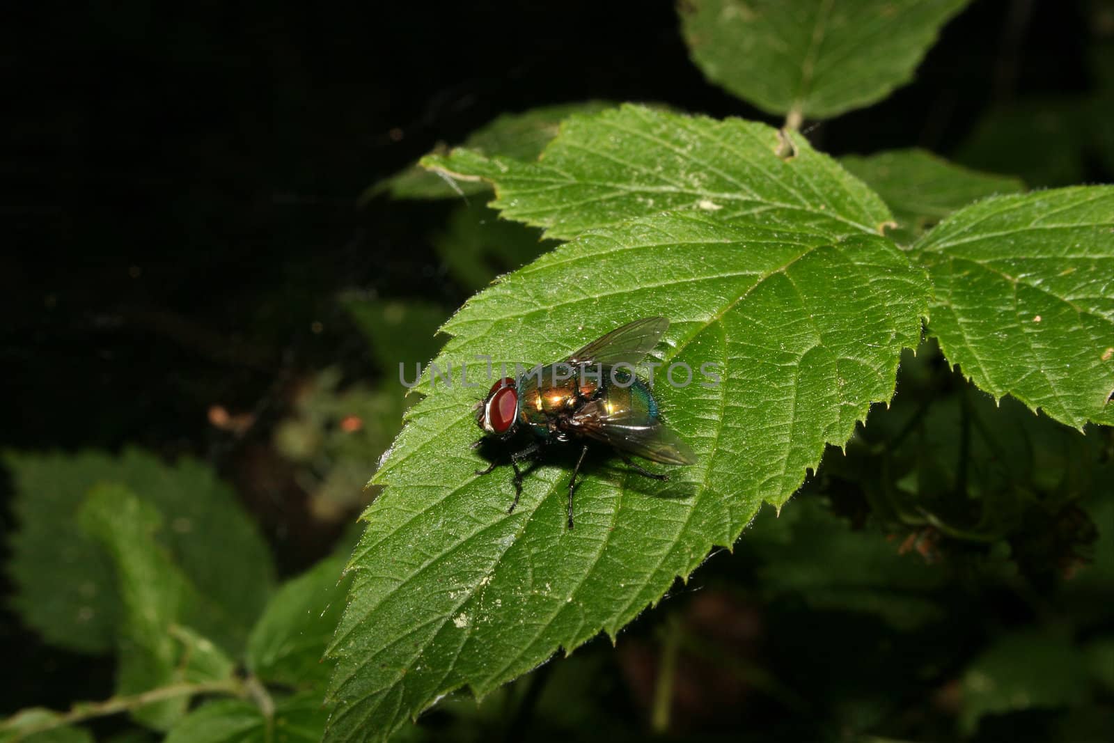 Common green bottle fly (Lucilia sericata) on a leaf