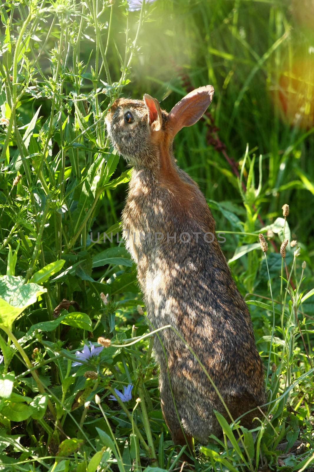 Cottontail Rabbit Sylvilagus feeding in morning sun