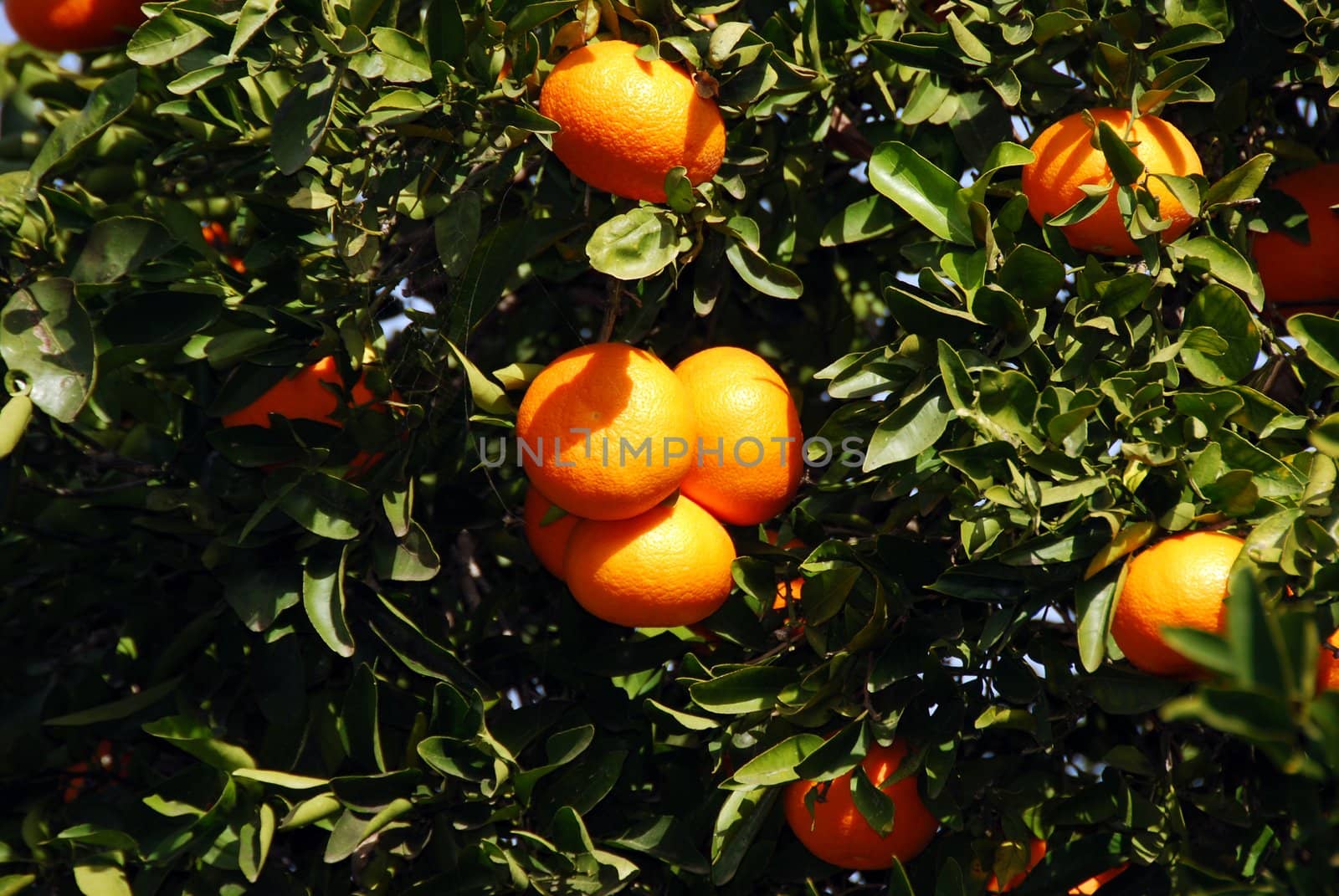 Ripe tangerines on a background of green leaves
