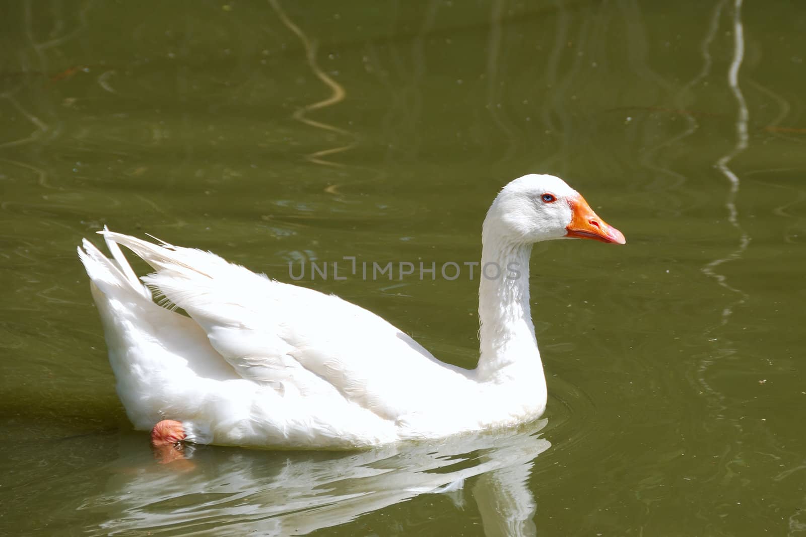 Portrait of a goose floating on a pond
