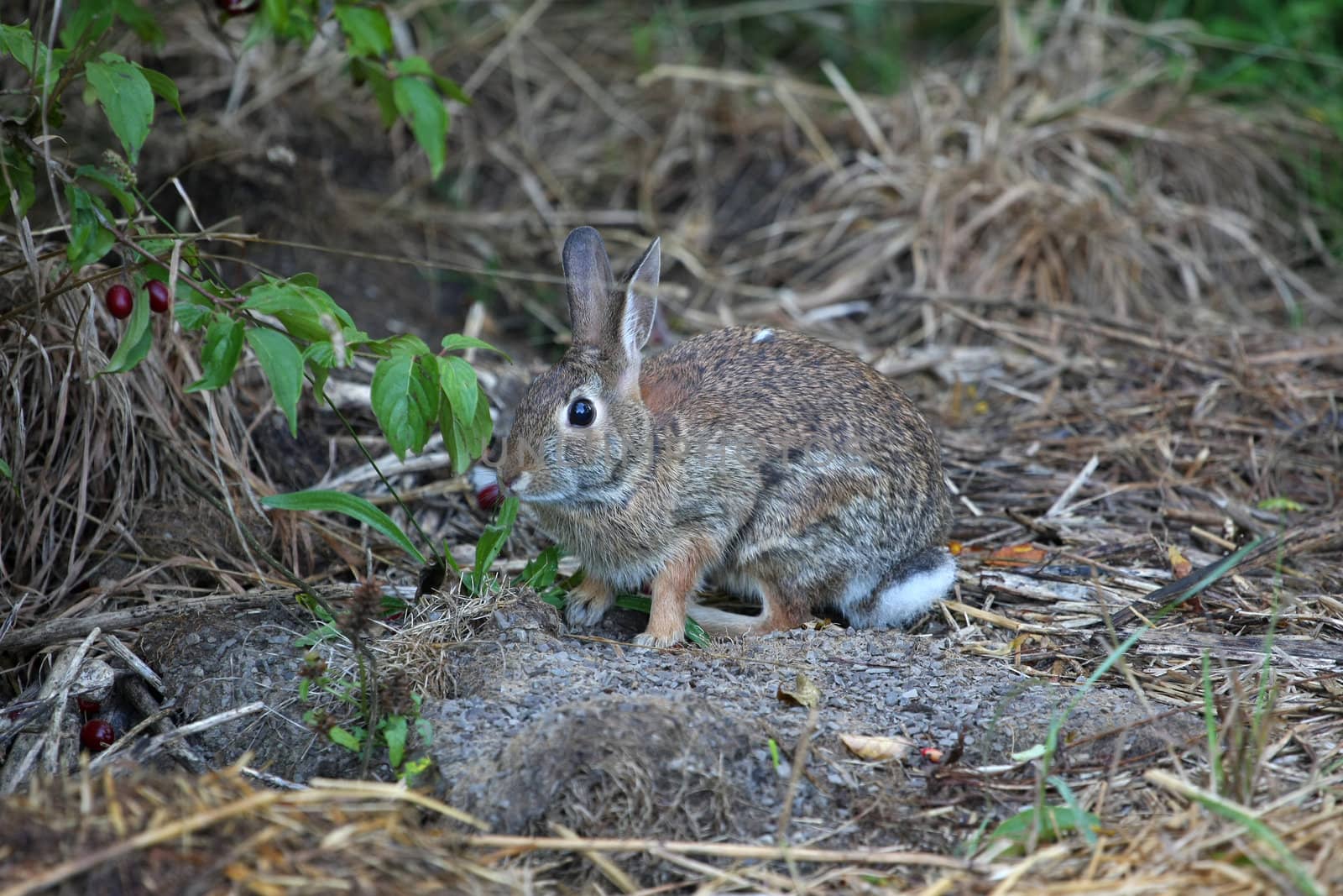 Cottontail Rabbit Sylvilagus in early morning