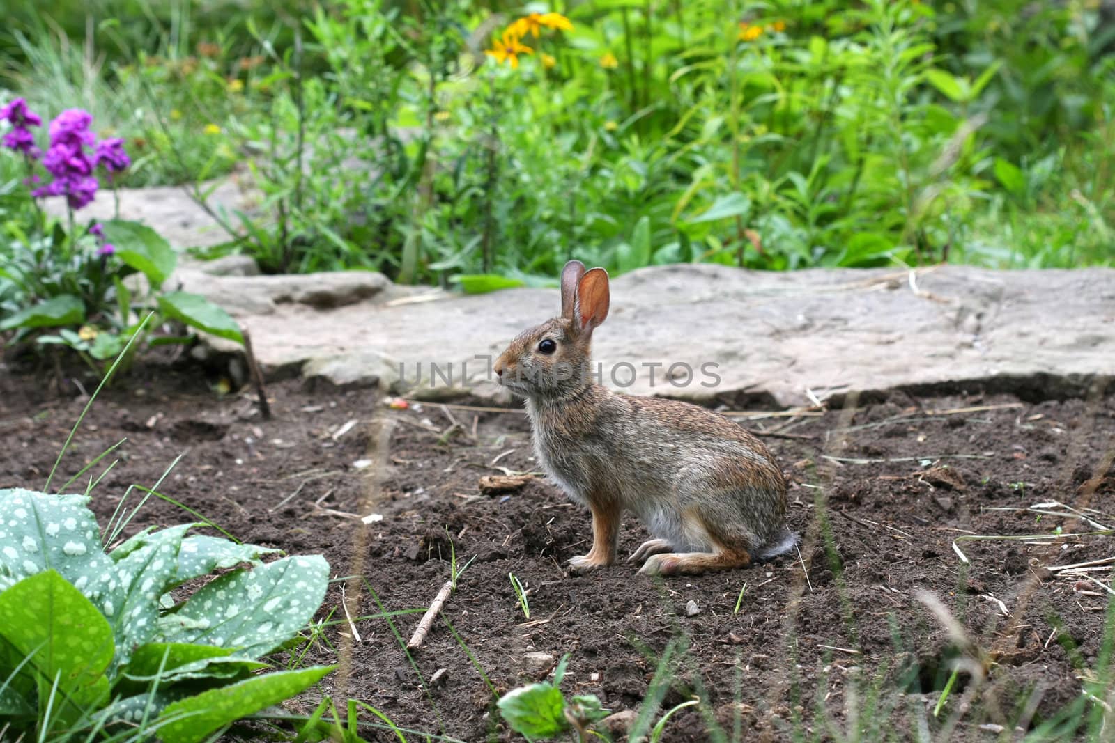 Cottontail Rabbit Sylvilagus in early morning