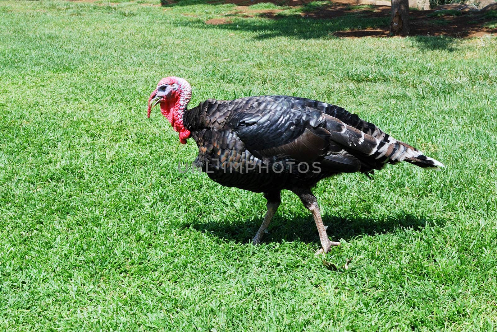 Beautiful male turkey is walking on a meadow