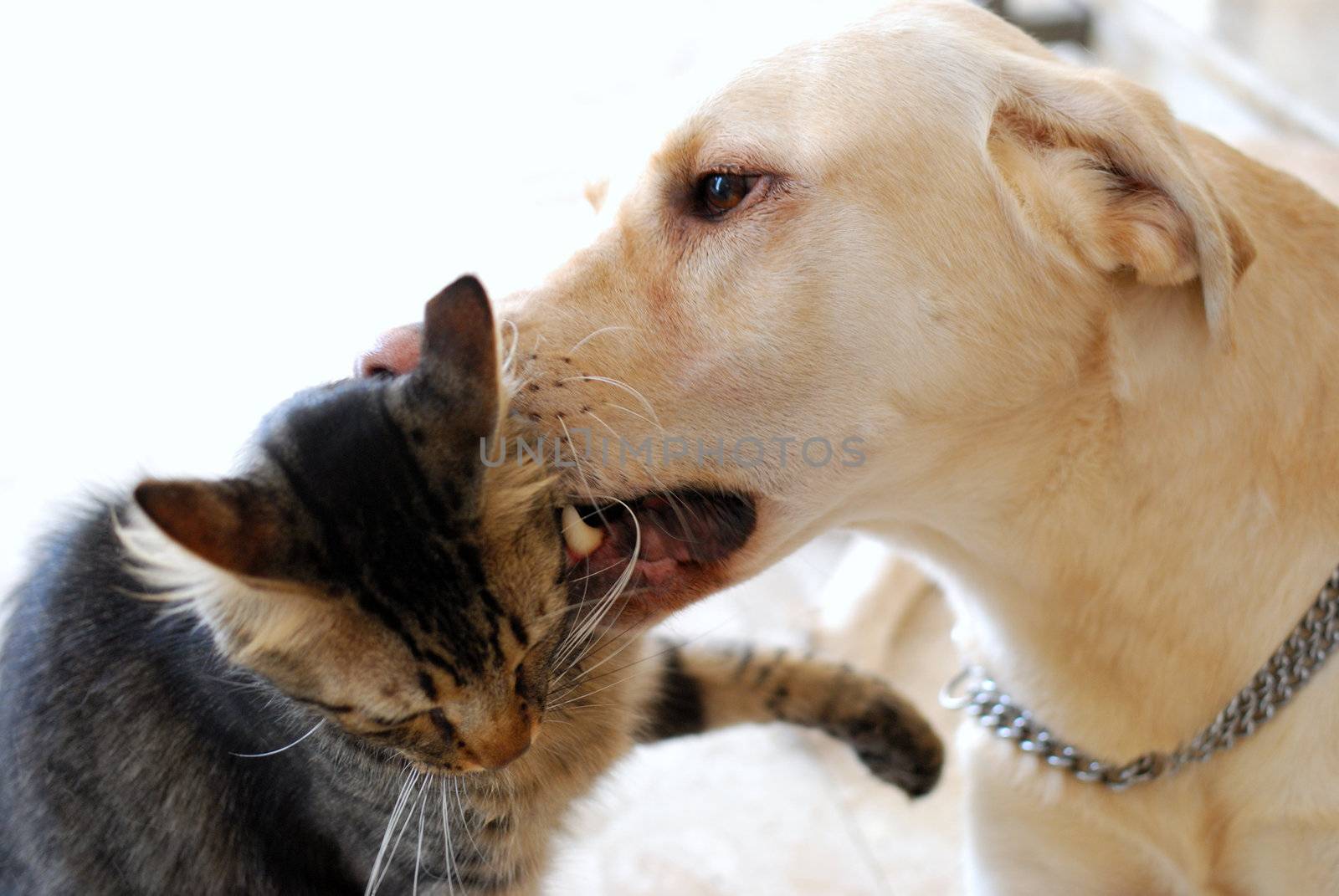 Beautiful striped cat and dog playing on white background