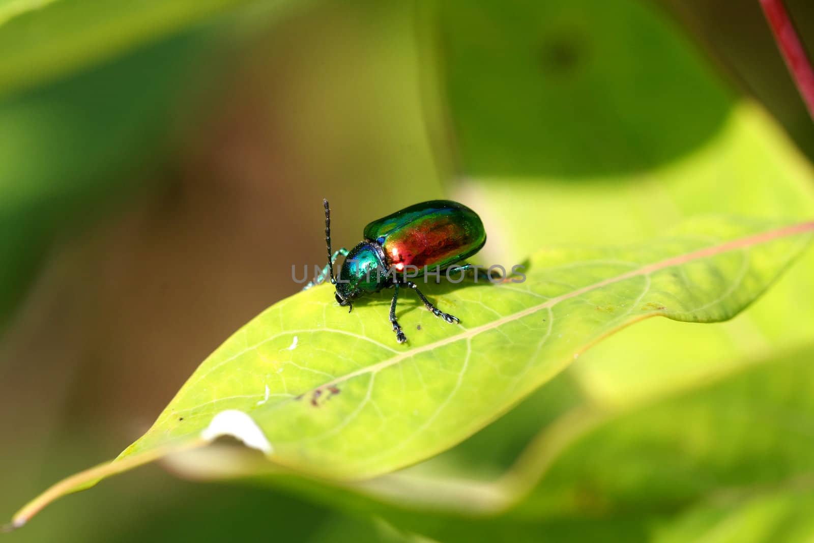 Dogbane Leaf Beetle - Chrysochus auratus on milkweed plant in sun