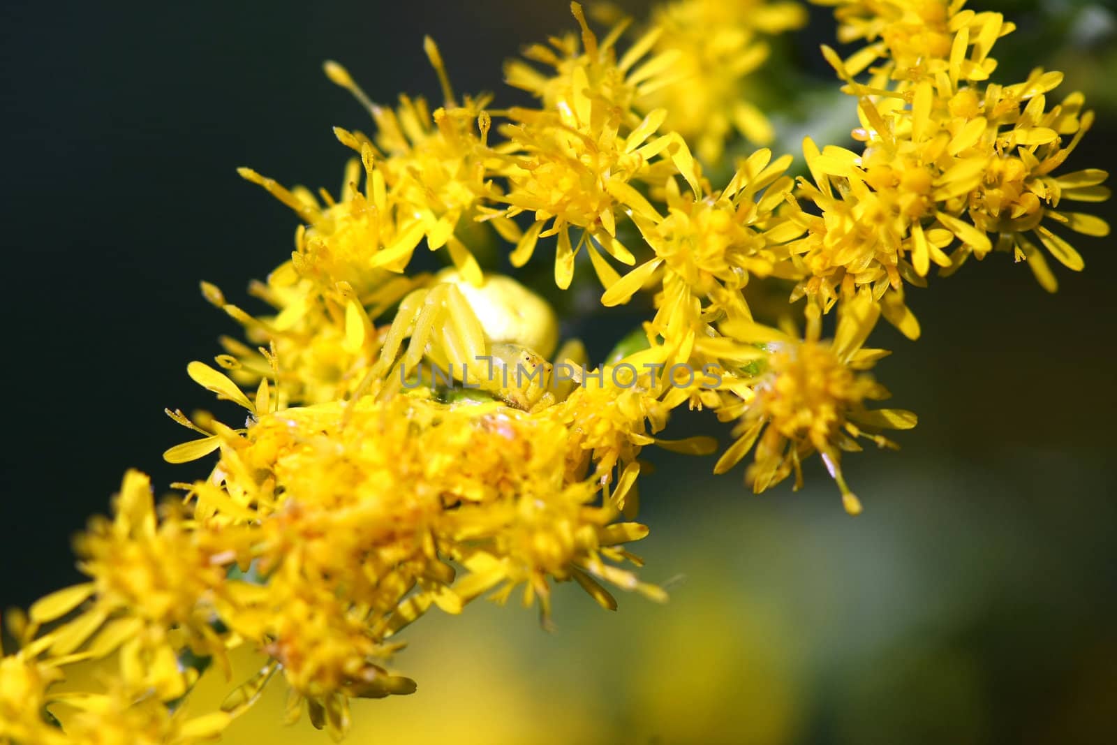 Goldenrod Crab Spider Misumena vatia on goldenrod