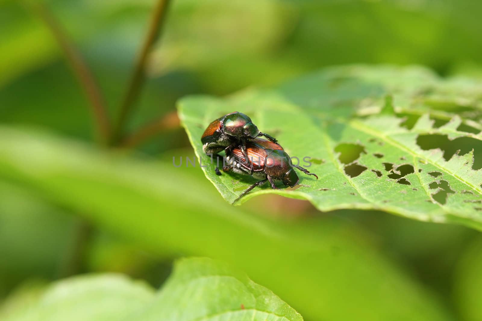 Japanese Beetle Popillia japonica Mating on leaf in sun