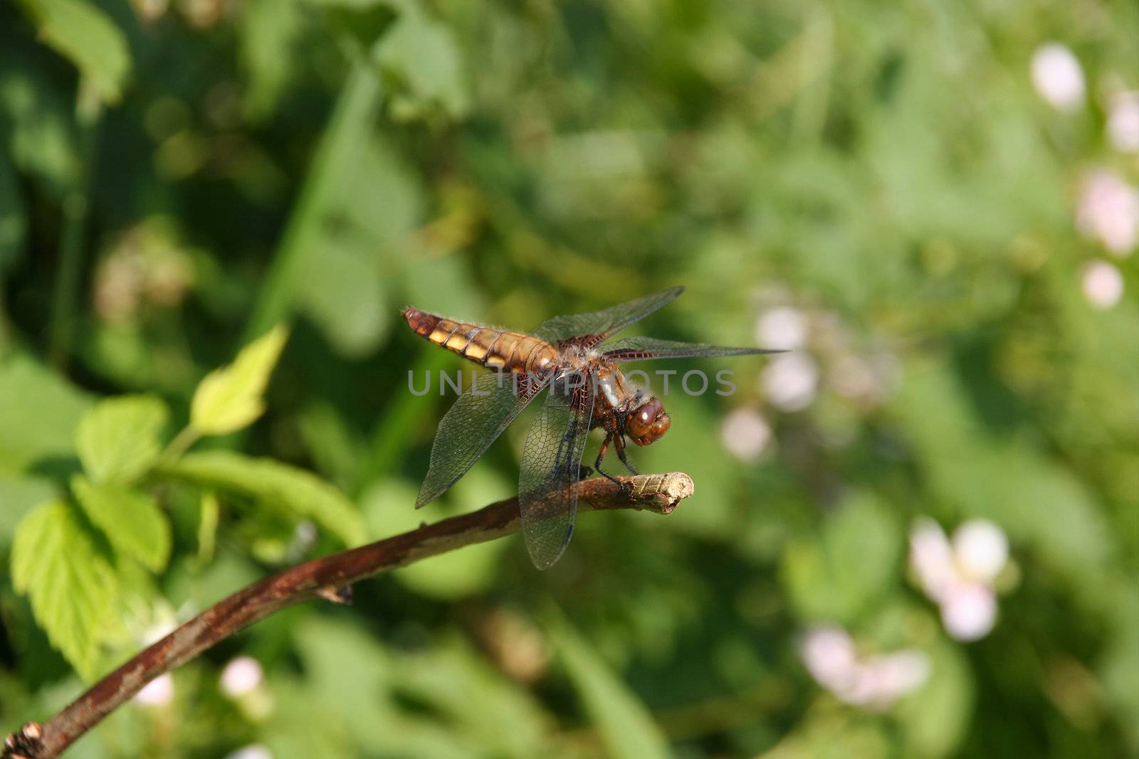 Broad-bodied Chaser (Libellula depressa) - Female on a branch