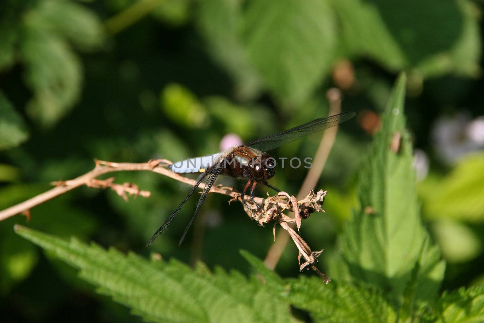 Broad-bodied Chaser (Libellula depressa) - Male on a branch