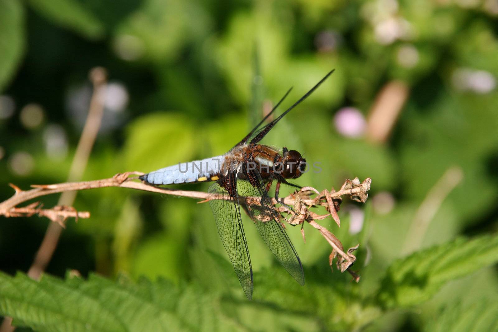 Broad-bodied Chaser (Libellula depressa) - Male on a branch