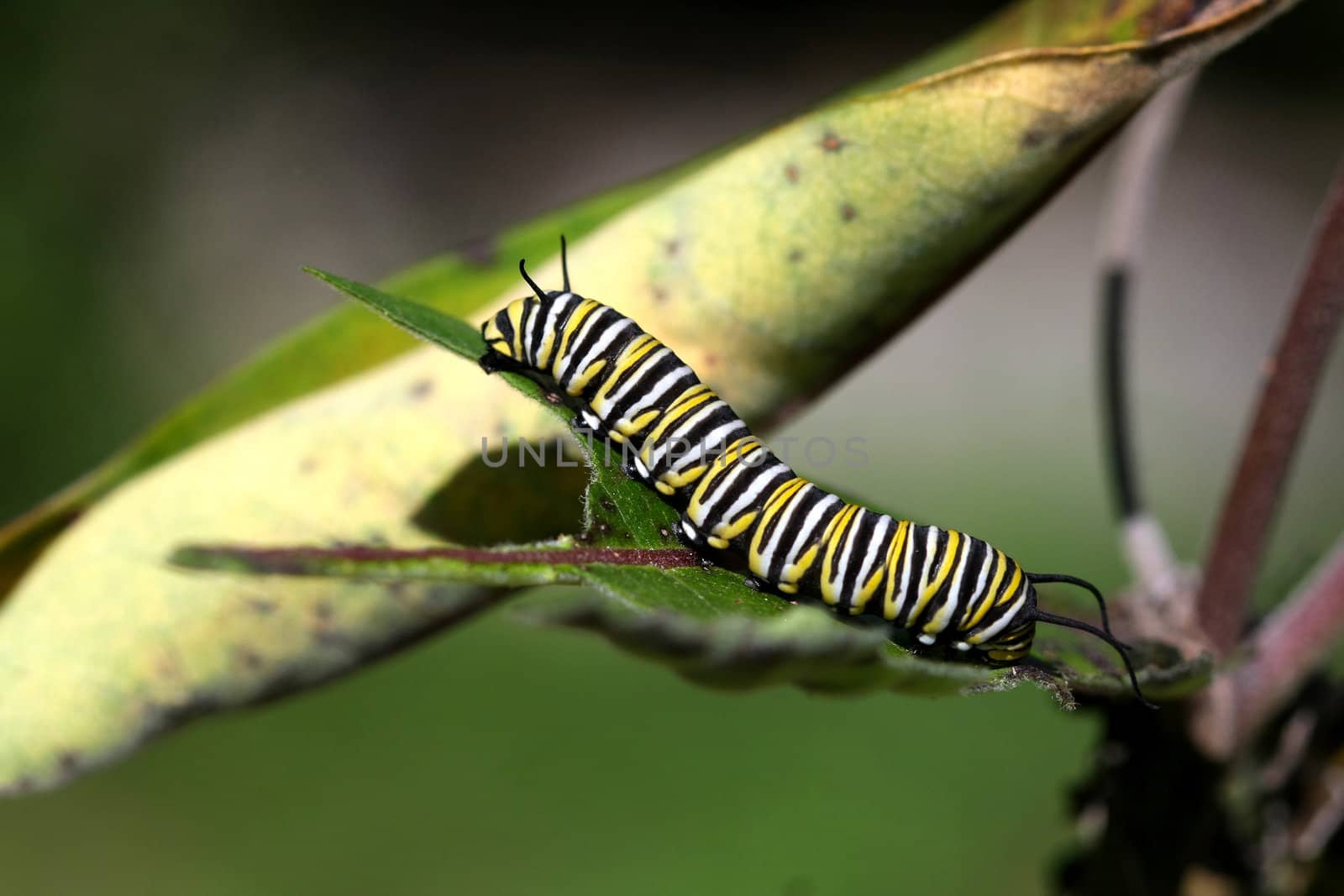 Monarch Butterfly Caterpillar On Milkweed in sun