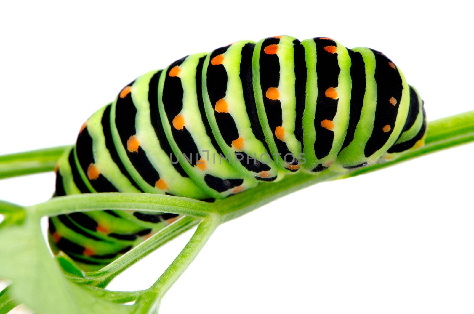A bright green black swallowtail caterpillar sitting on a celery leaf on white background.