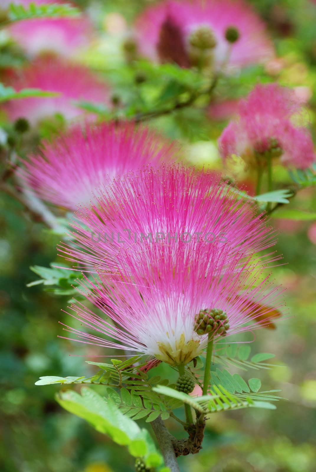 Pink crowns of a blossoming acacia close up