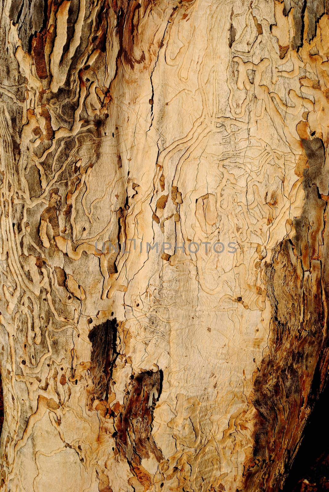Natural texture of an old tree close-up