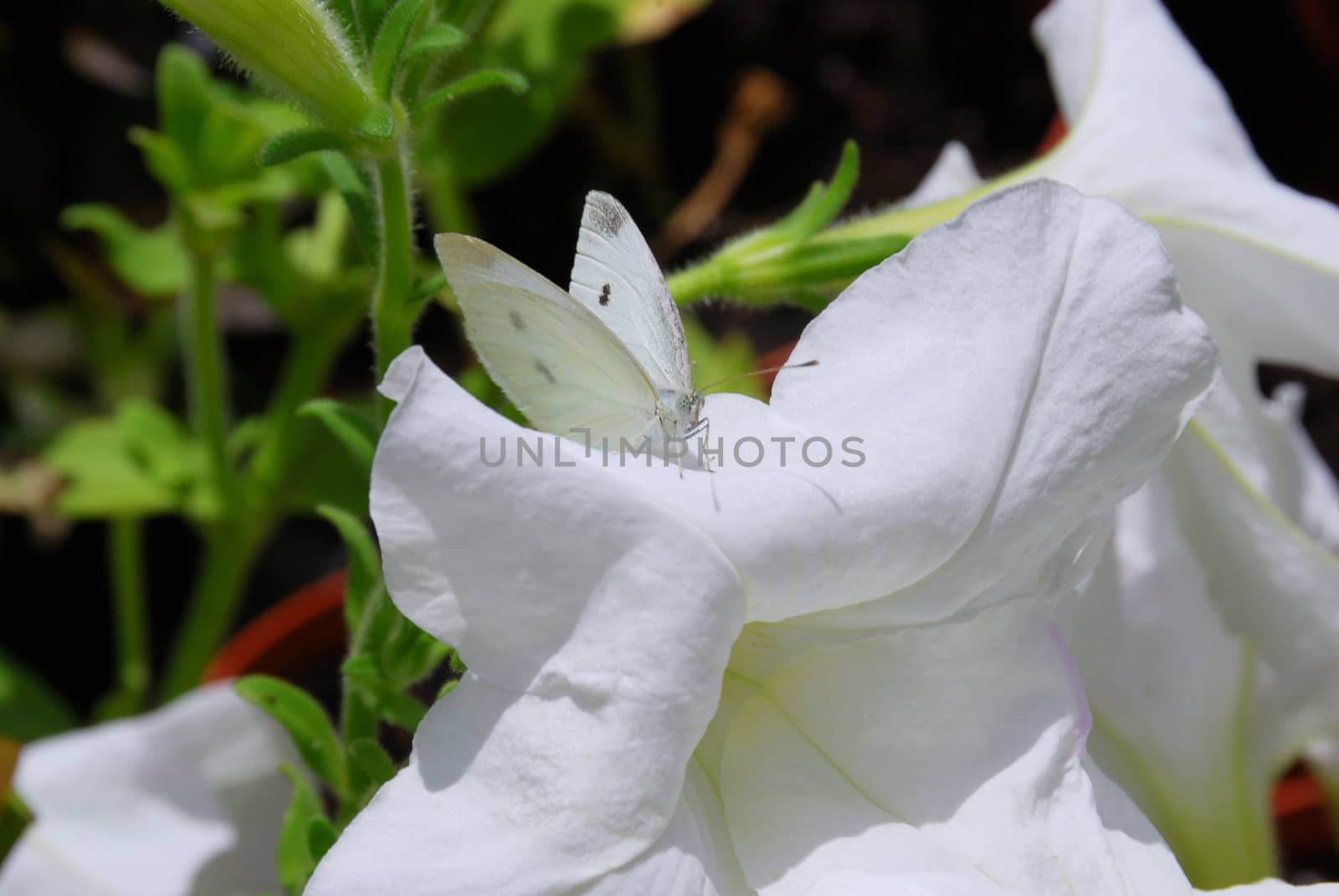 White butterfly rest on the white flower