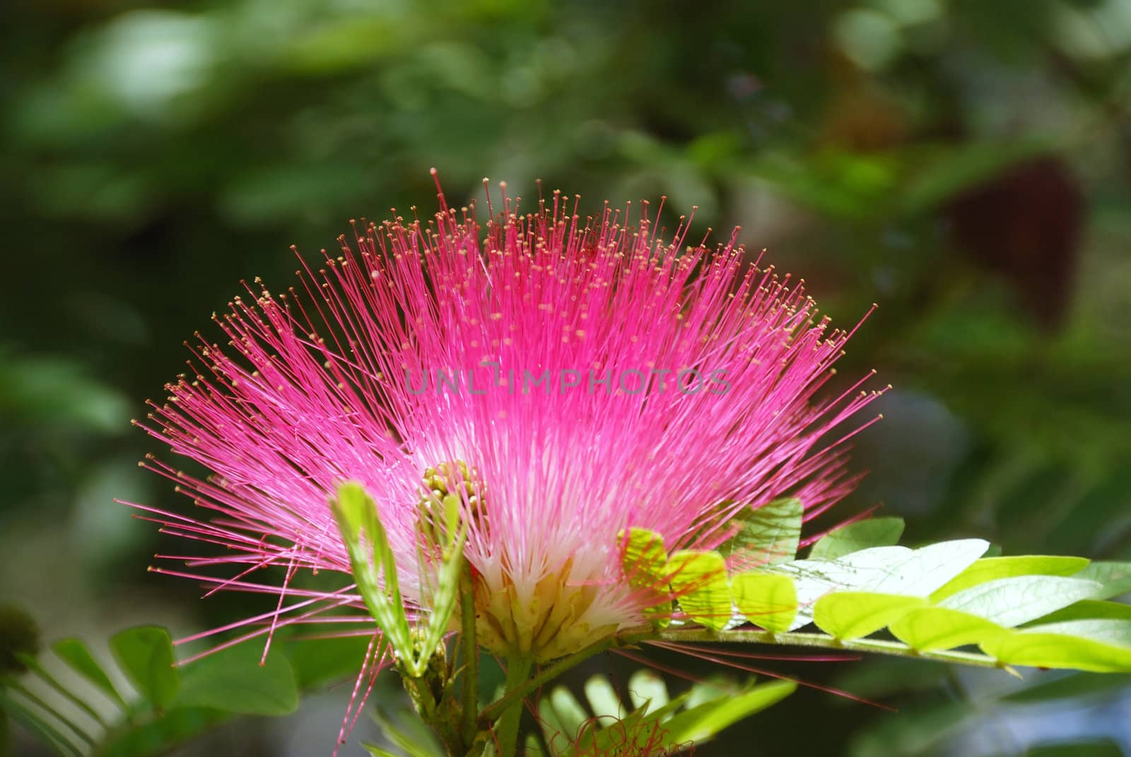 Pink crown of a blossoming acacia close up