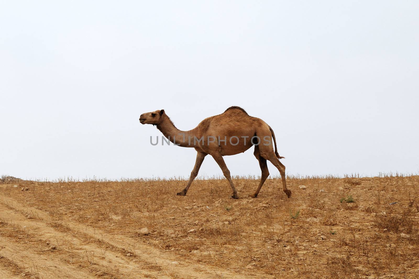 Dromedary camel walking in desert Negev, Israel