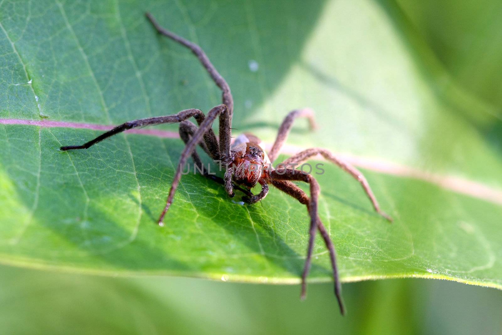 Nursery-web Spider Pisauridae on milkweed leaf