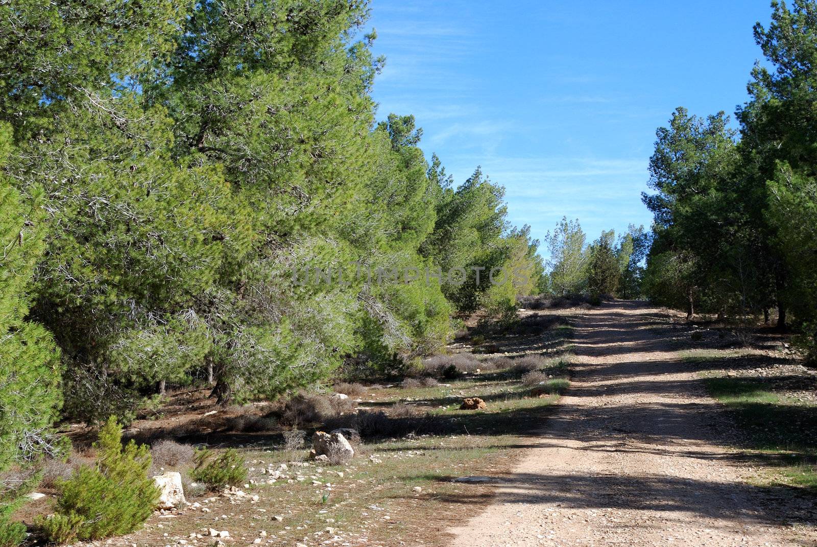 Empty rural scenic road through a forest in the sunny day