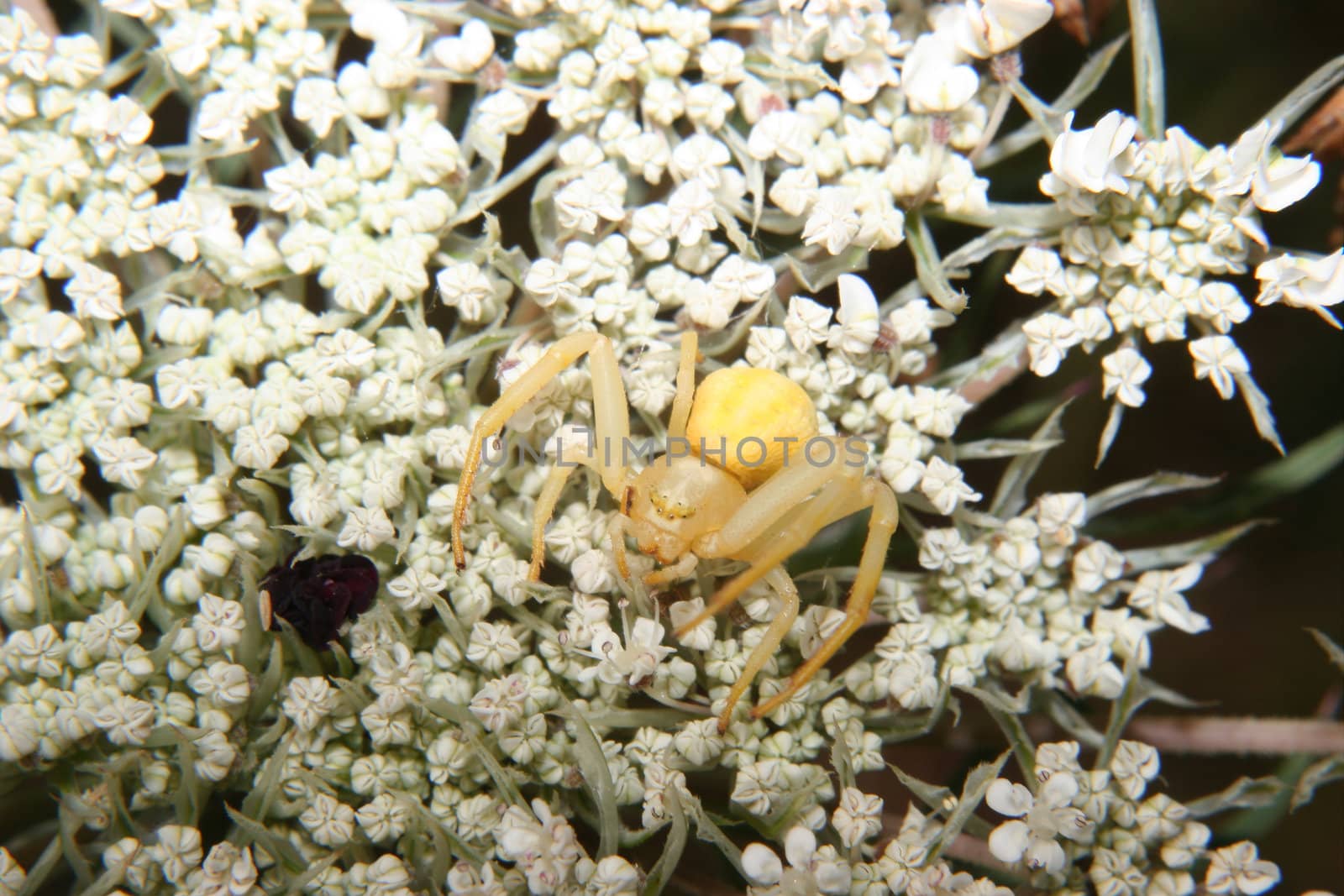 Goldenrod crab spider (Misumena vatia) - Female on a flower