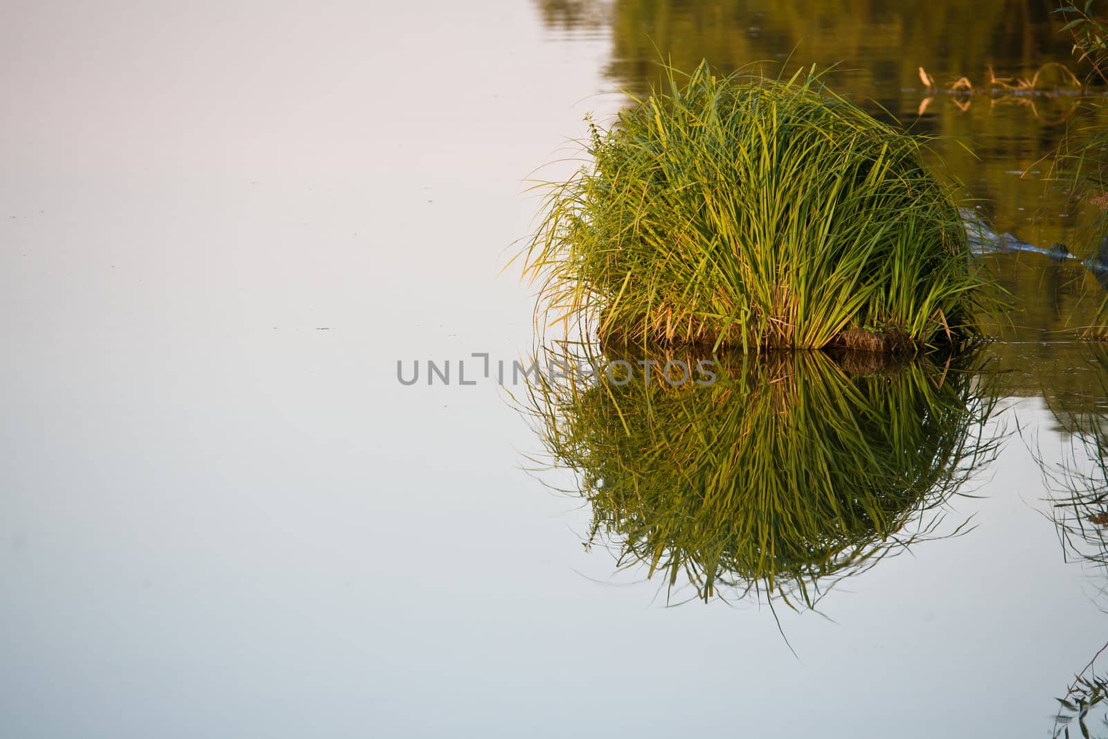 view series: lake with green tree reflections in the water