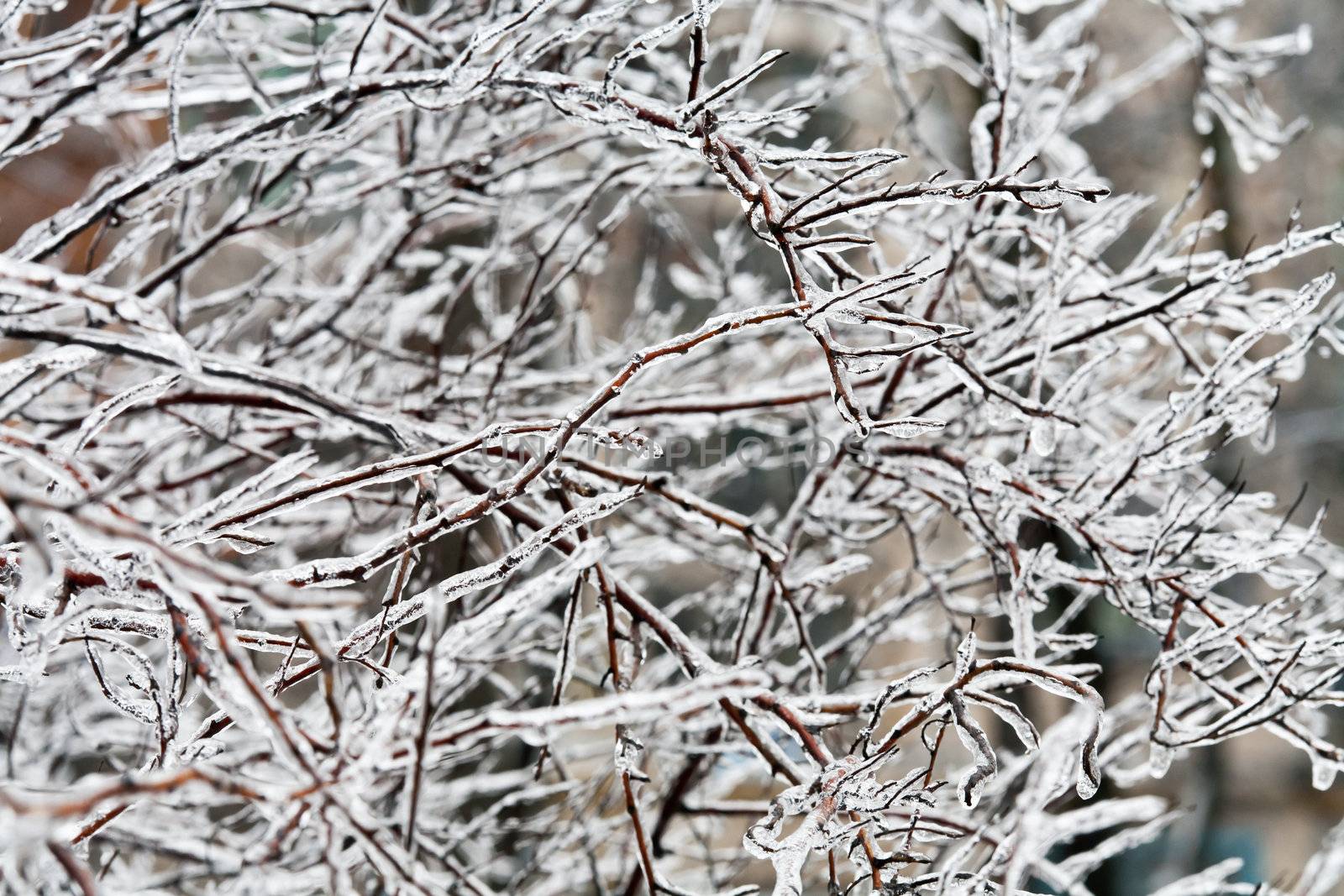 nature series: forzen icy twig in early winter