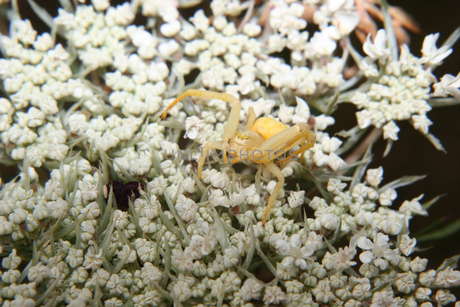 Goldenrod crab spider (Misumena vatia) - Female on a flower