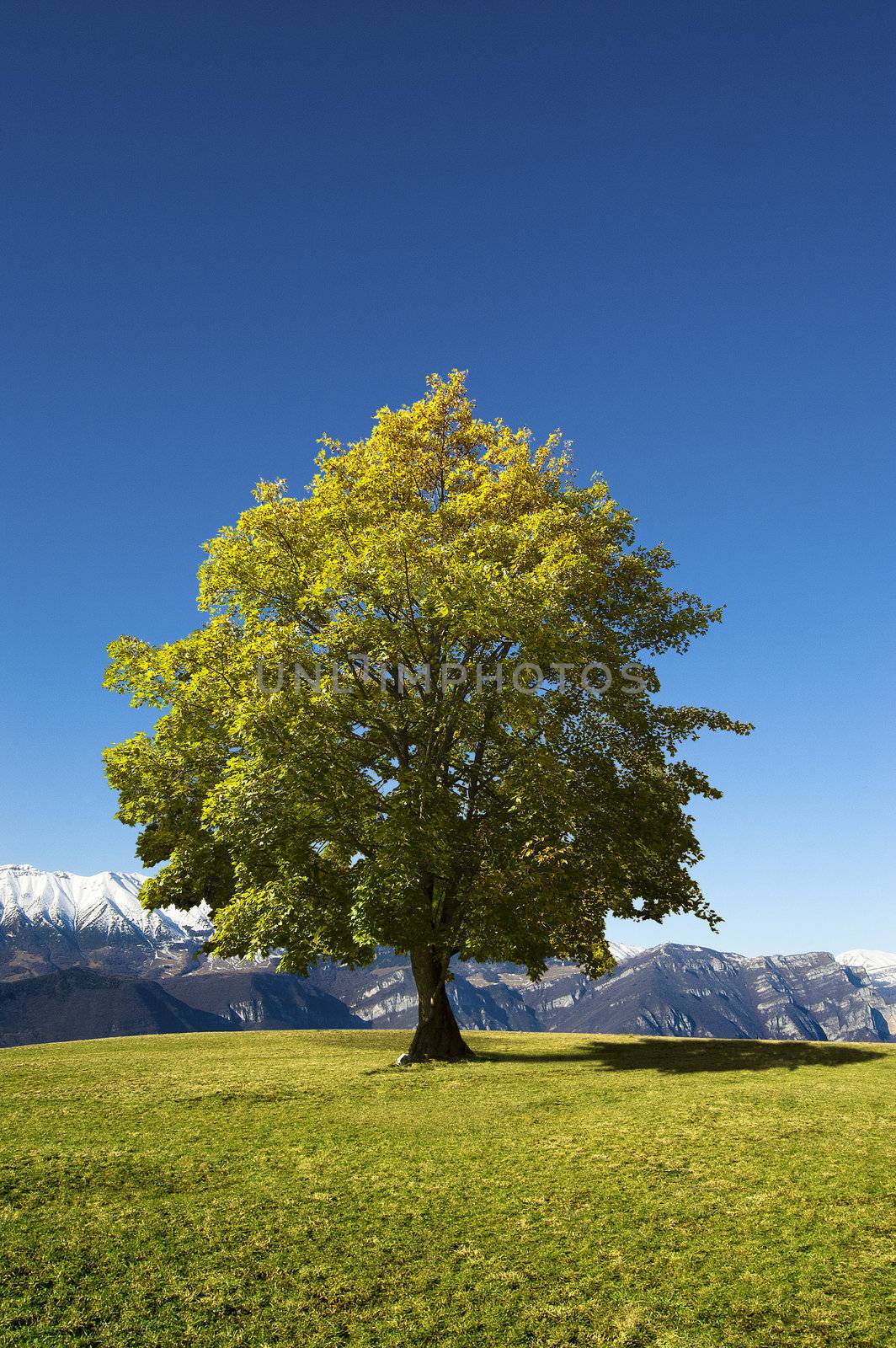 Solitary tree with leaves on a hill with blue sky and snow-capped mountains in the background