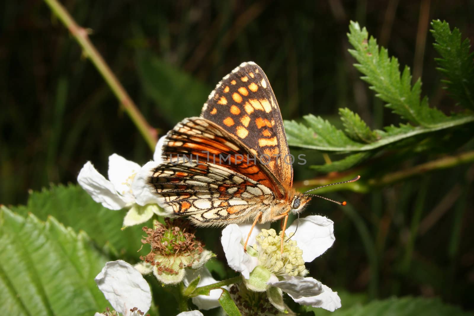 Heath Fritillary (Melitaea athalia) on a flower