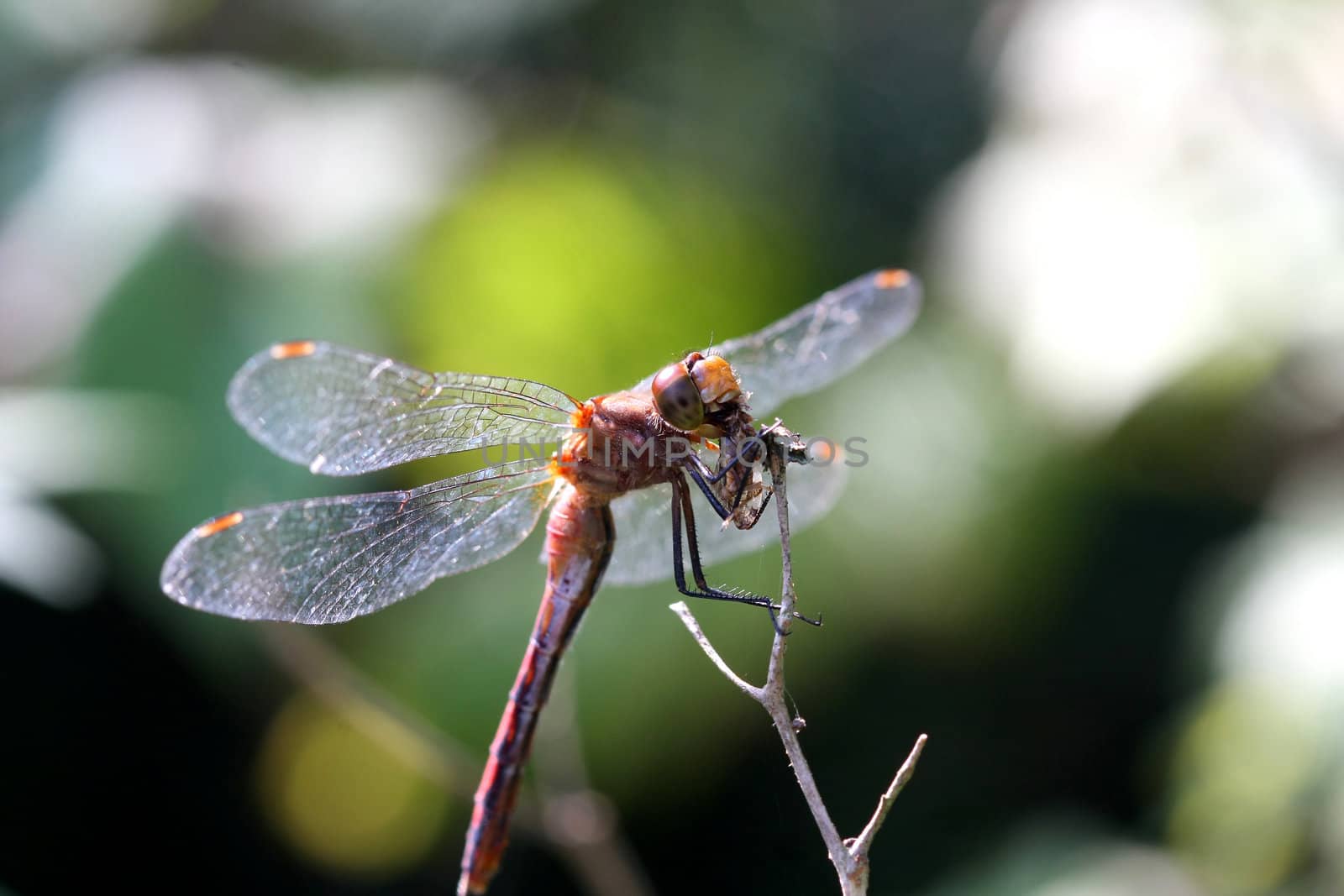 Ruby Meadowhawk Dragonfly Sympetrum rubicundulum feeding in early light