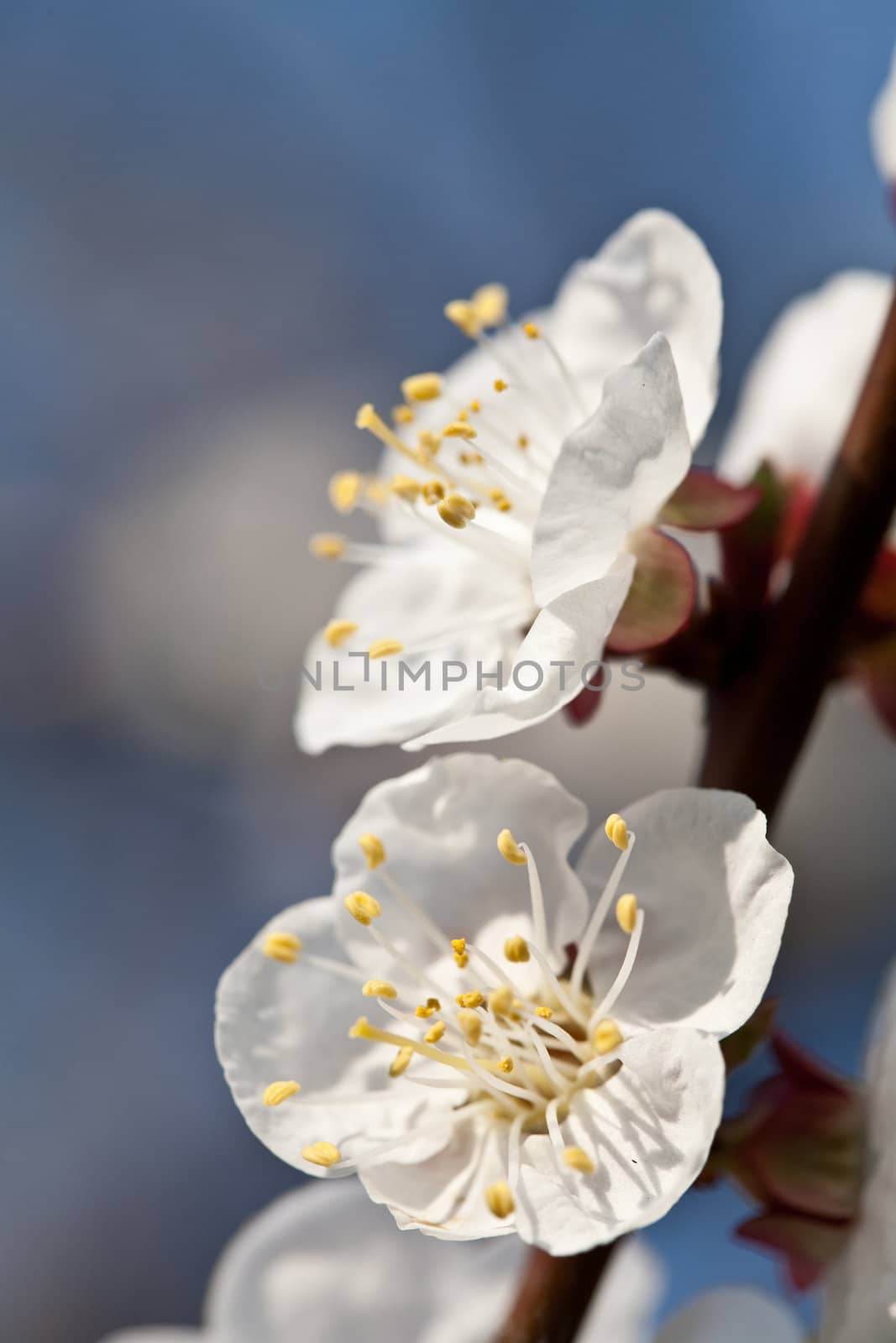 nature series: beauty apricot bloom in spring