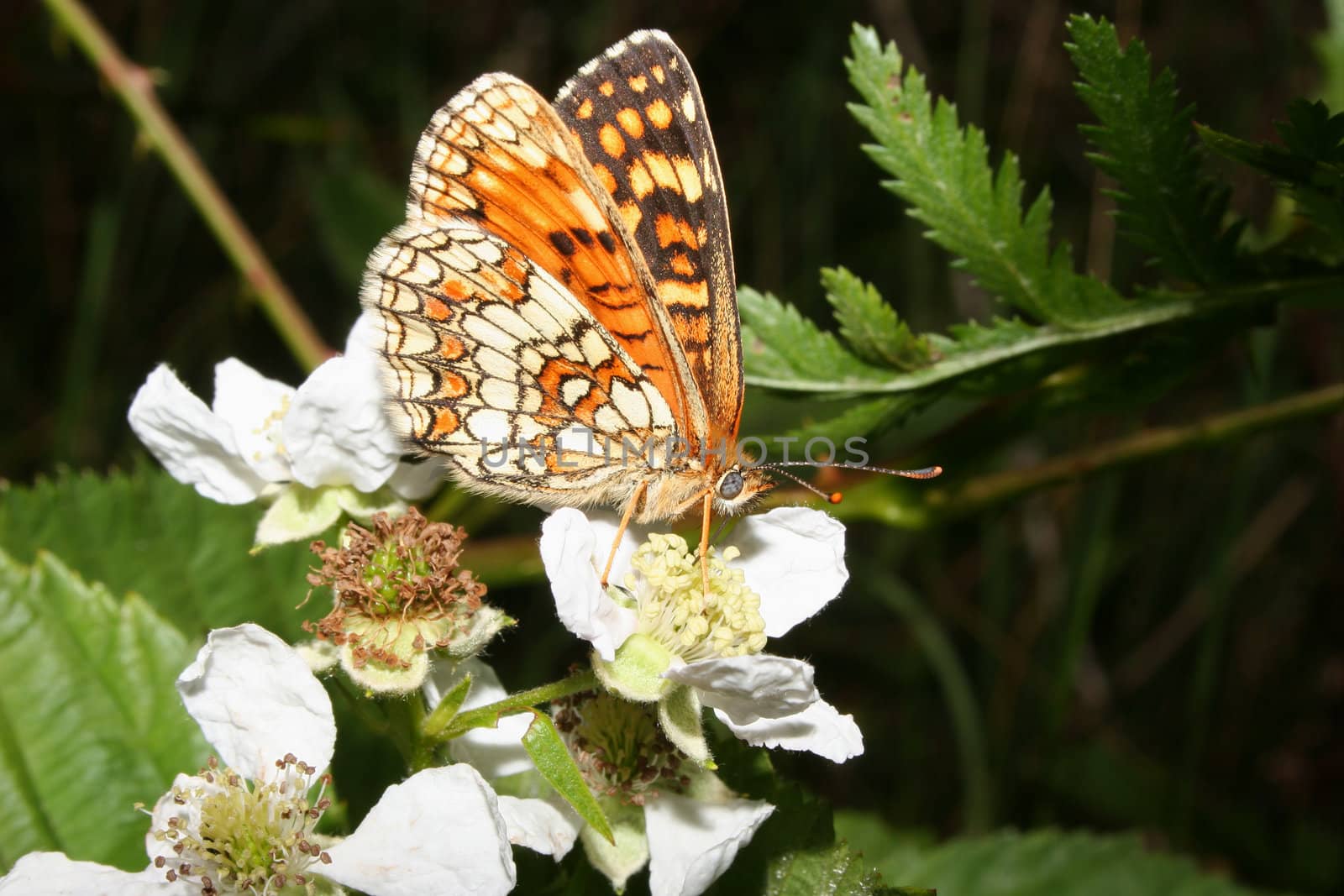 Heath Fritillary (Melitaea athalia) by tdietrich