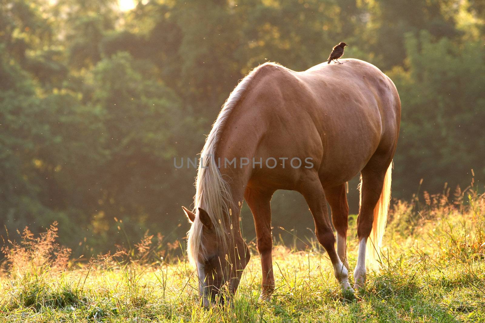 Bird on Tan Horse in morning light feeding on flies