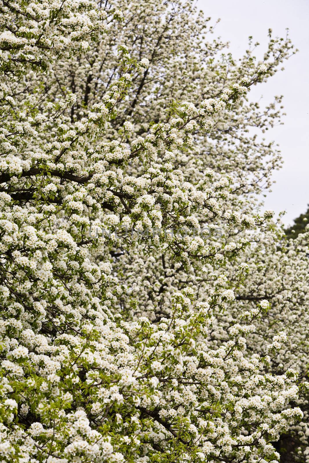 pear bloom by agg