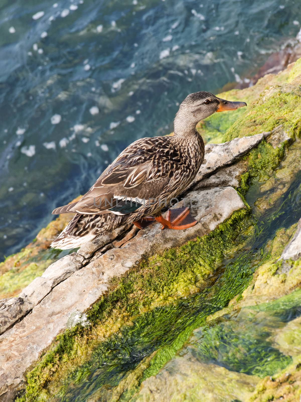 Duck resting on the rocks filled with slush