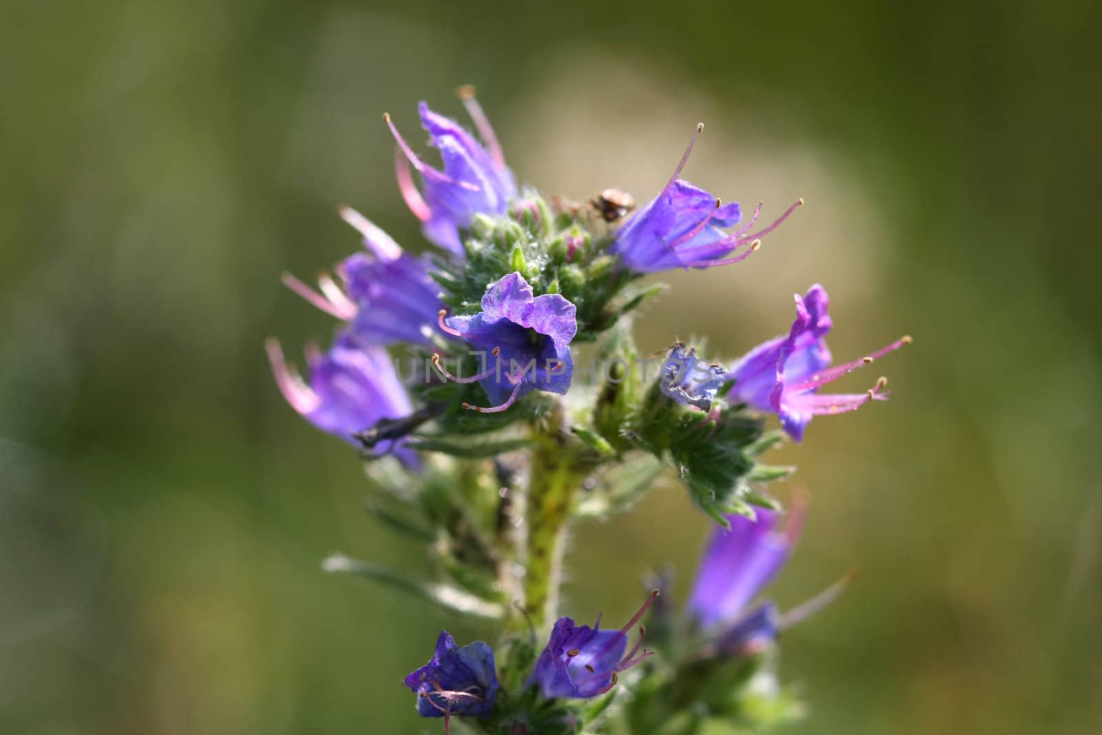 Viper's Bugloss Echium flower in morning sunlight