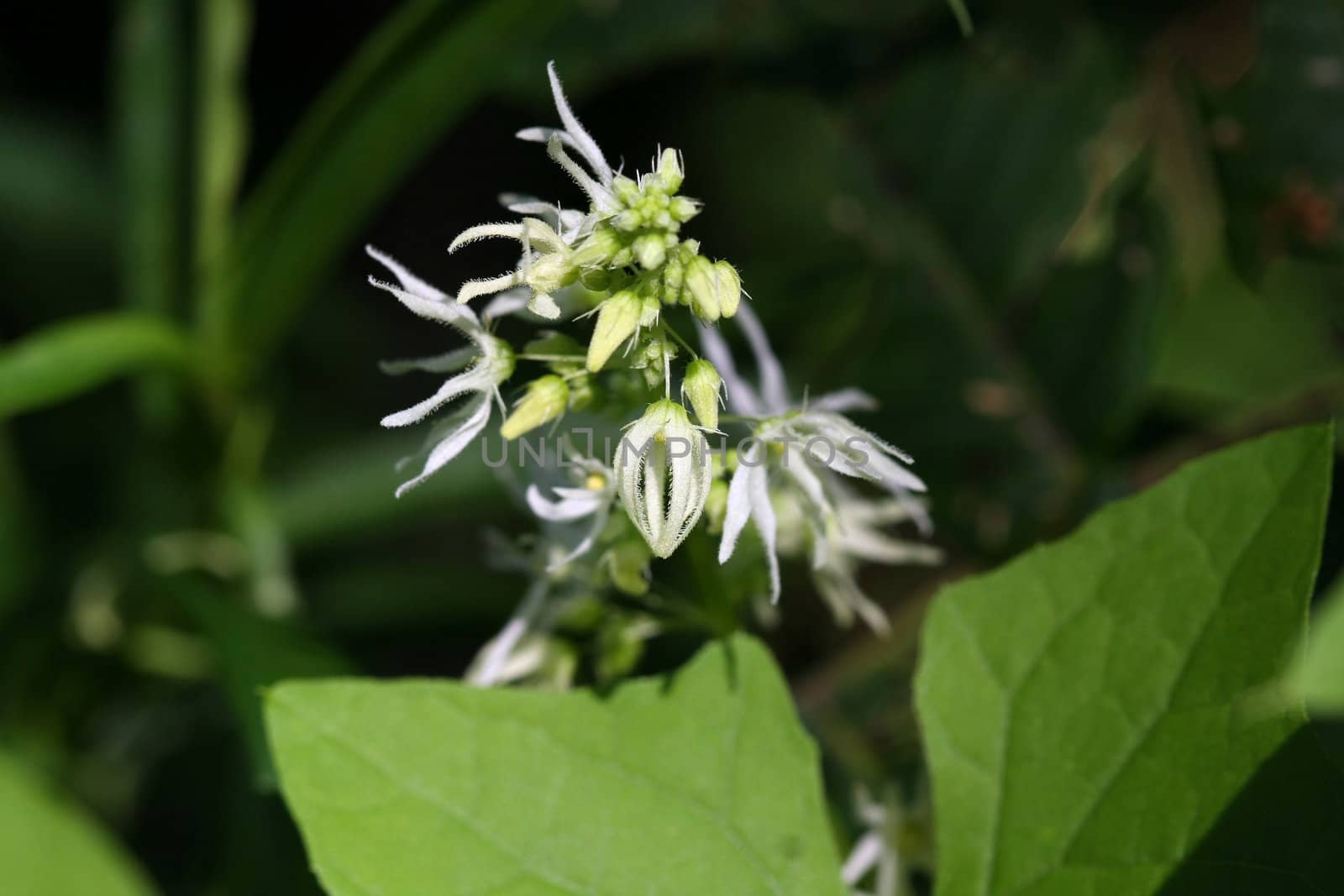 Wild Cucumber Flower Echinocystis lobata in sun