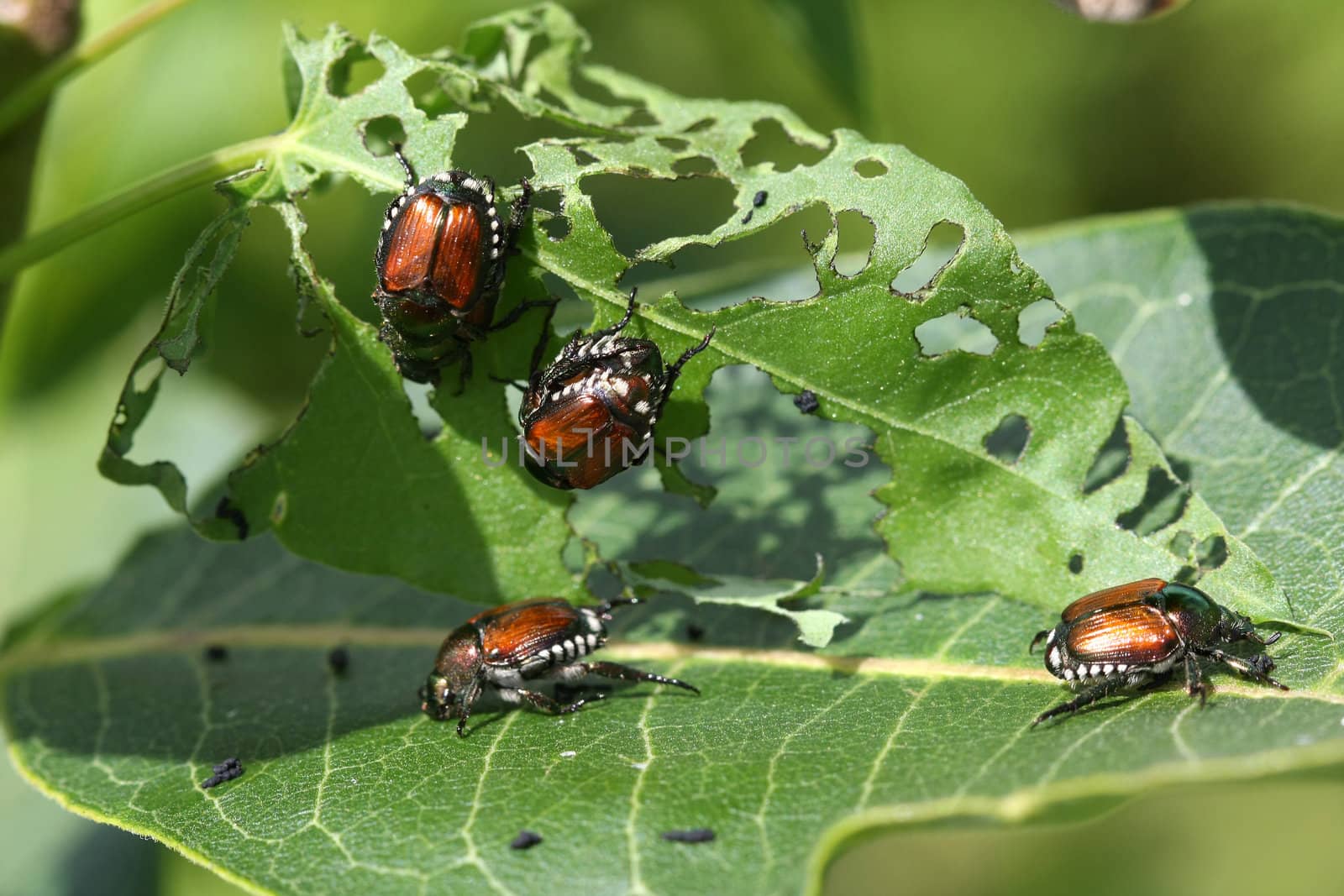 Japanese Beetle Popillia japonica eating leaf in sun