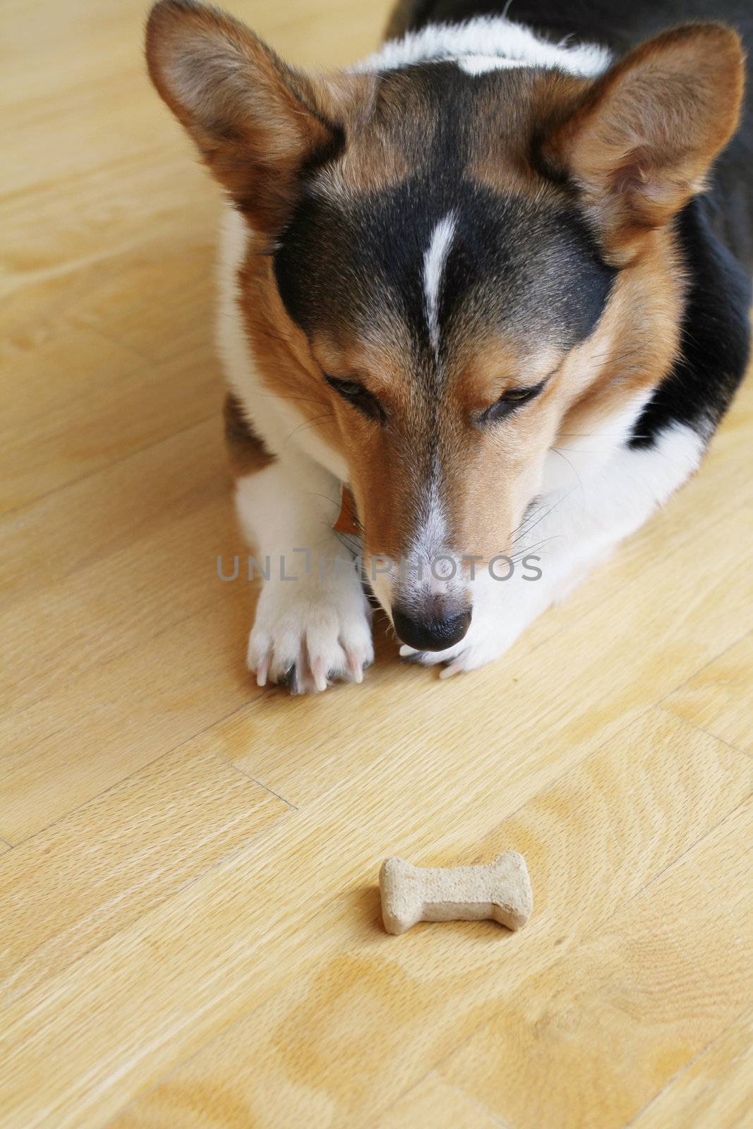 An obedient Pembroke Welsh Corgi waiting on command to eat the treat.