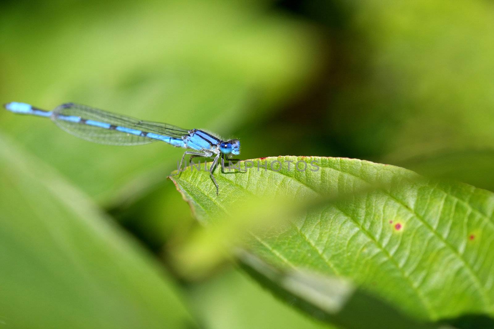 Northern Bluet Damselfly in morning sun