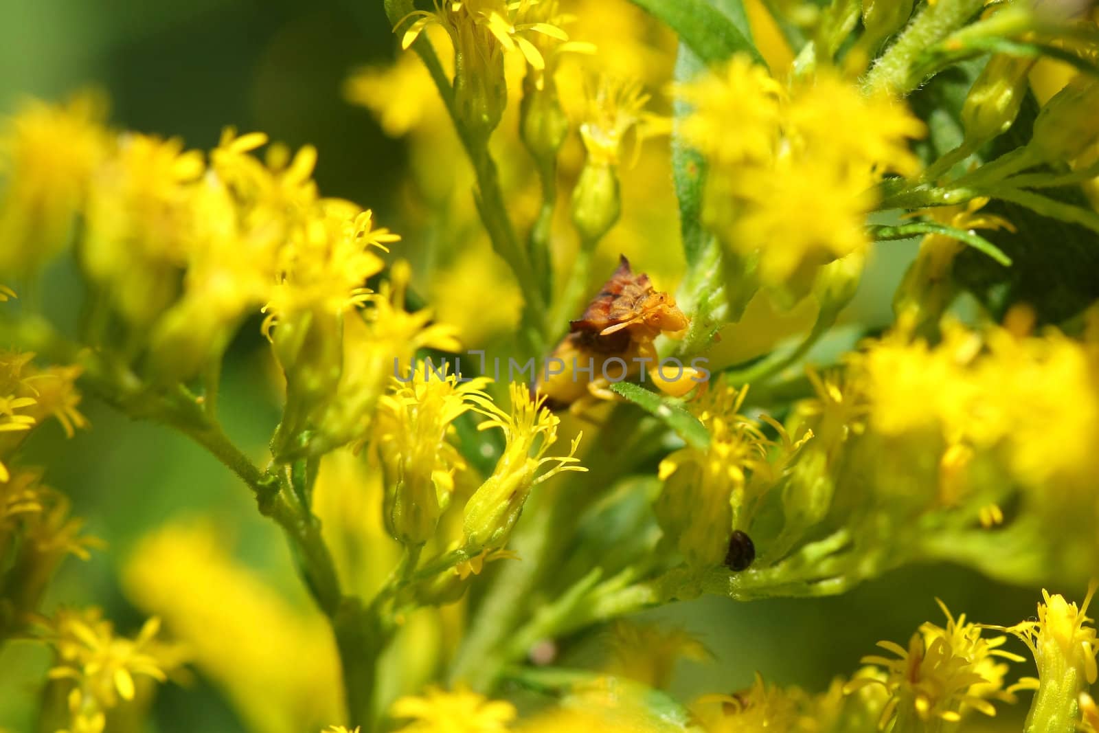 Ambush Bug Phymatinae on goldenrod flower
