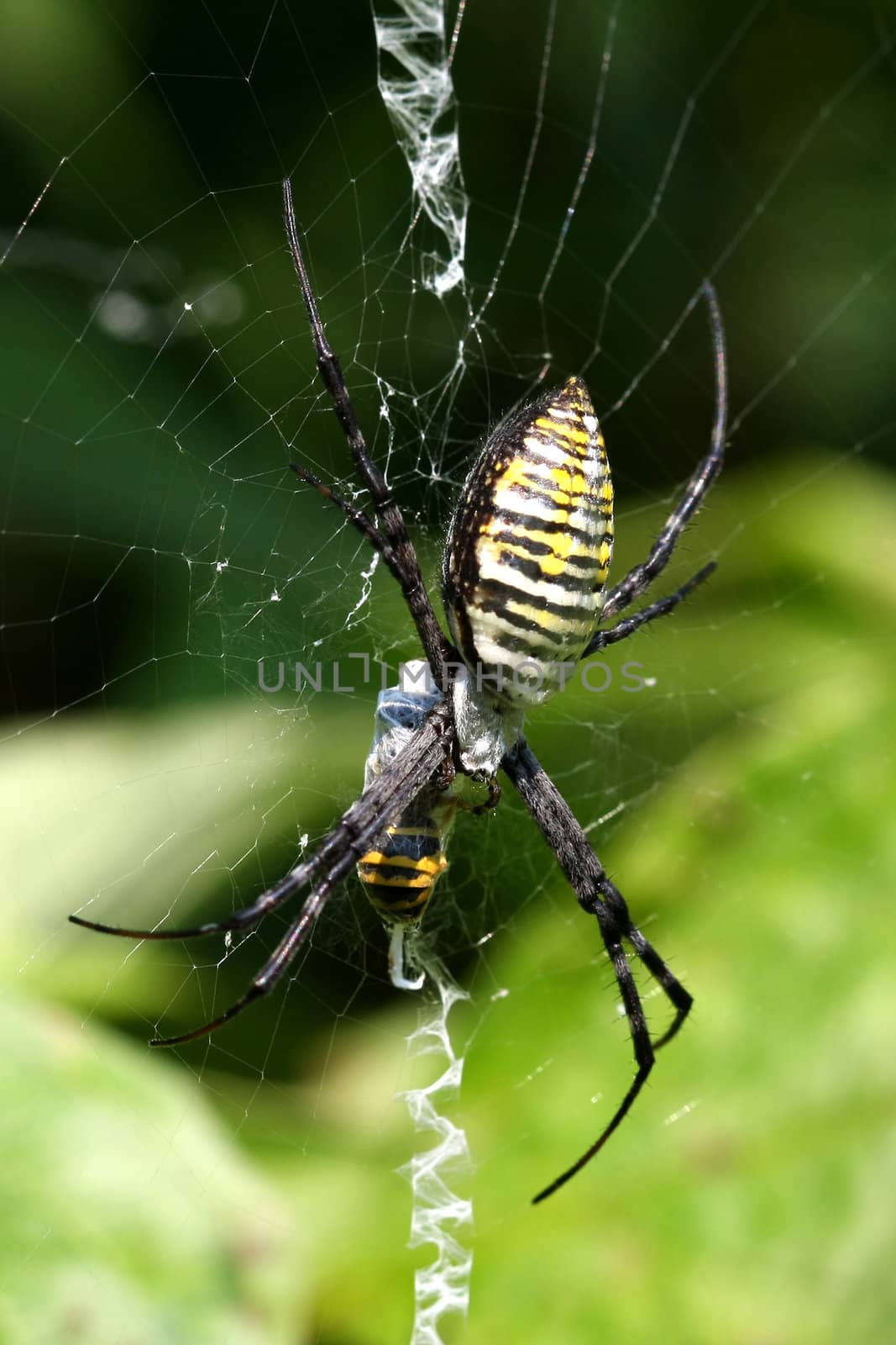 Banded Garden Spider female argiope trifasciata in web